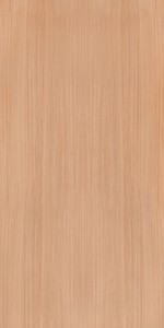 European White Elm